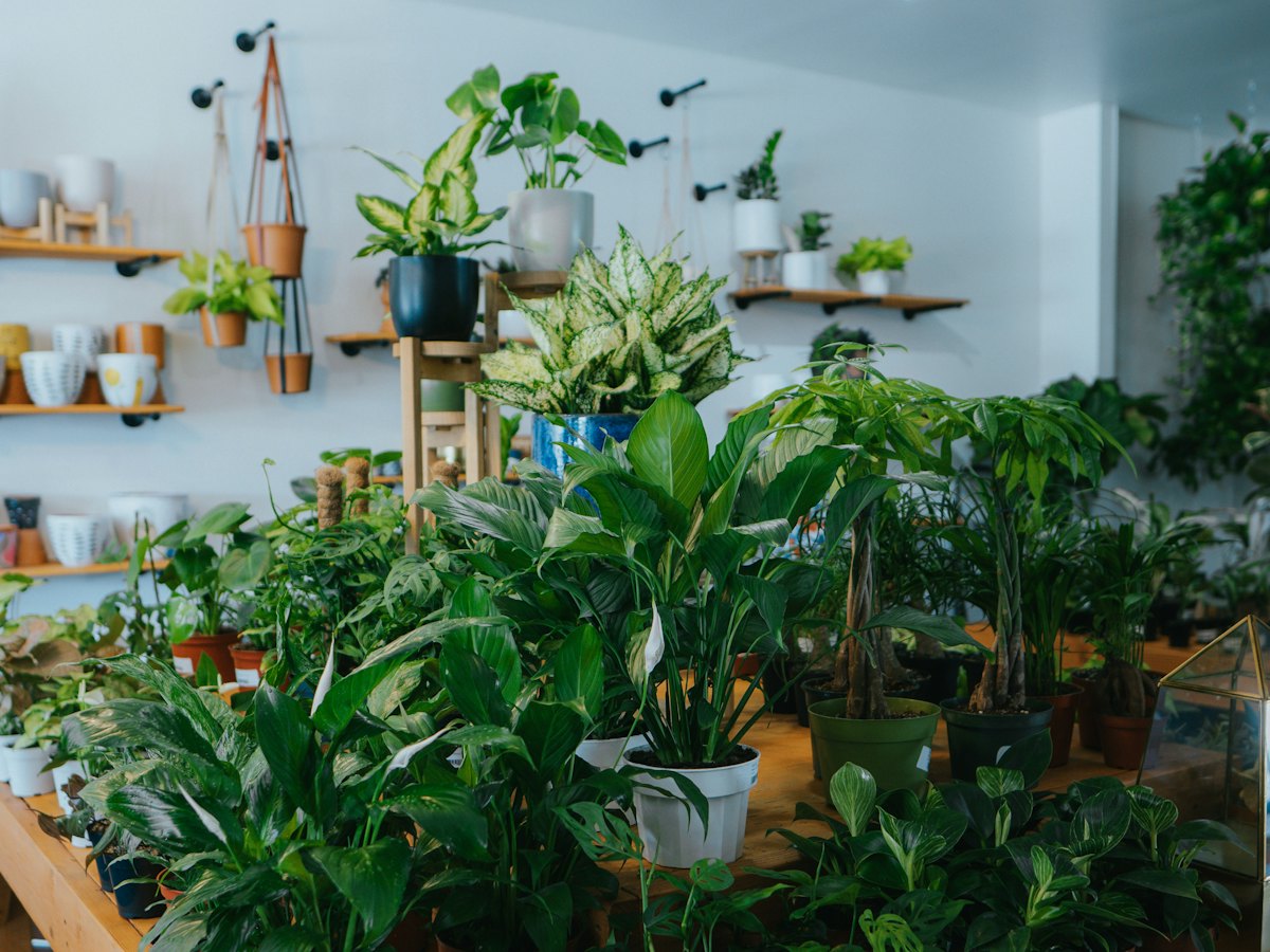 Tienda de plantas con mesas llenas de macetas